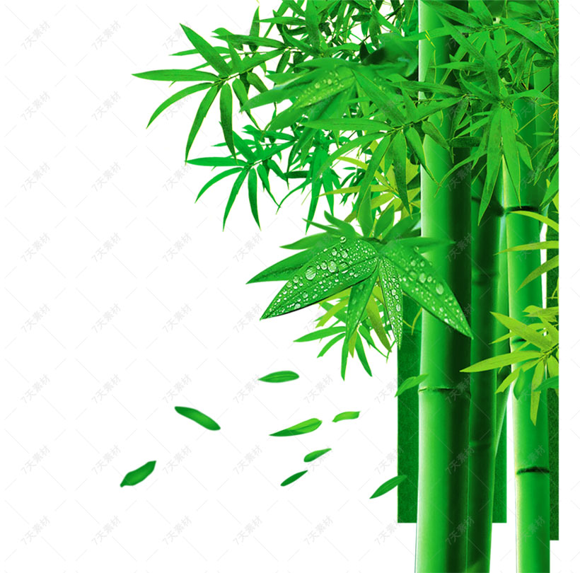 翠绿色竹子免抠图片