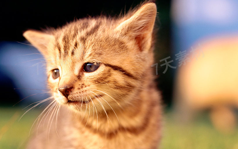 萌宠可爱的小猫咪图片素材