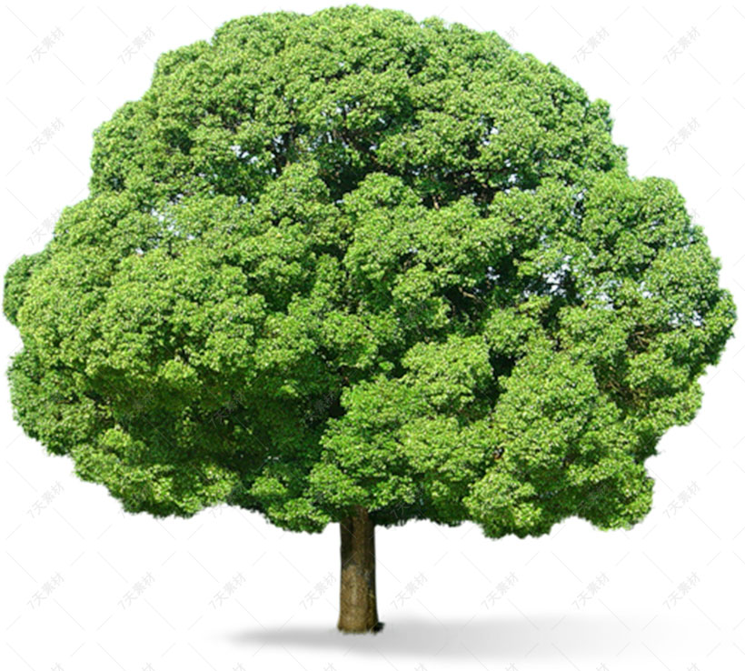 翠绿色的png大树免抠图片