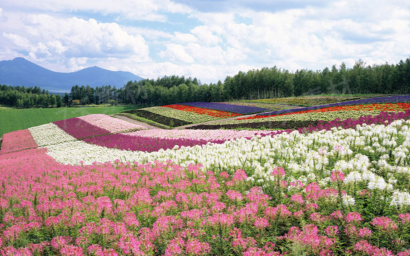 彩色花田花海图片素材